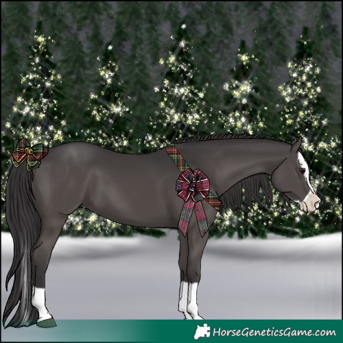 Horse Color:Smoky Grullo Splash 
