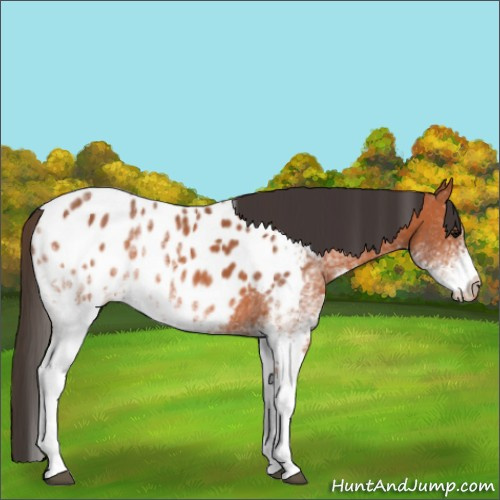 Horse Color:White Spotted Bay Appaloosa 
