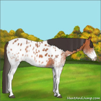 Horse Color:White Spotted Bay Near Leopard