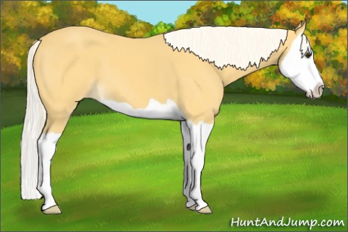 Horse Color:Palomino Splash Appaloosa 