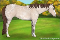 Horse Color:Sable Champagne Ice Sabino Varnish