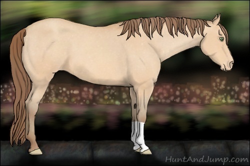 Horse Color:Amber Champagne Varnish 