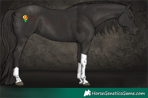 Horse Color:Liver Chestnut Tobiano 