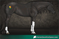 Horse Color:Liver Chestnut Tobiano 