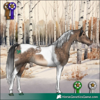 Horse Color:Brown Dun Tobiano 