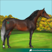 Horse Color:Bay Rabicano 