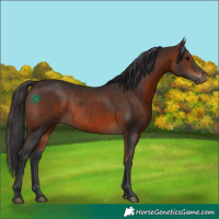 Horse Color:Brown Rabicano 