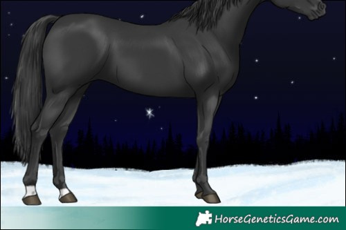 Horse Color:Black 