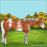 Horse Color:White Spotted Silver Bay Splash