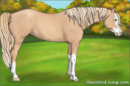 Horse Color:Gold Champagne Splash 