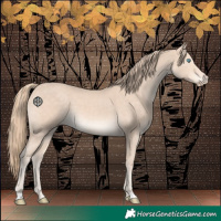 Horse Color:Perlino 