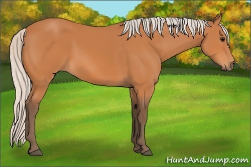 Horse Color:Silver Bay 