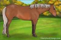 Horse Color:Silver Bay 