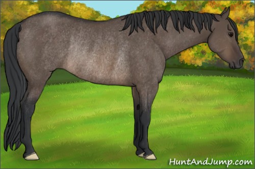 Horse Color:Brown Dun Rabicano 