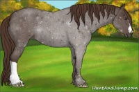 Horse Color:Liver Red Roan 