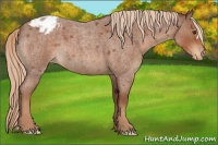 Horse Color:Red Roan Appaloosa 