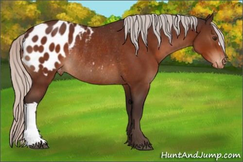 Horse Color:Silver Brown Appaloosa Rabicano 