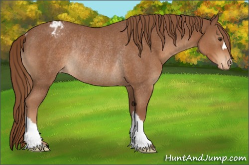 Horse Color:Chestnut Appaloosa Rabicano 