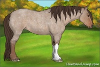 Horse Color:Liver Red Dun Roan 