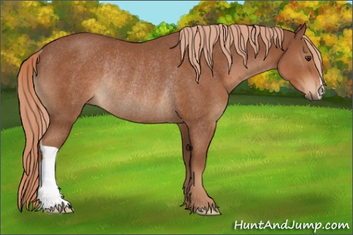 Horse Color:Chestnut Rabicano