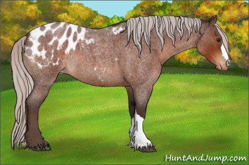 Horse Color:Silver Bay Roan Appaloosa 