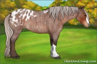 Horse Color:Silver Bay Roan Appaloosa 
