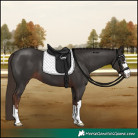 Horse Color:Liver Chestnut 