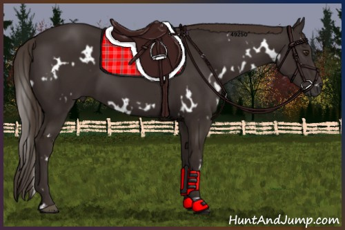 Horse Color:White Spotted Liver Chestnut 