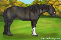 Horse Color:Midnight Bay Ice Onyx 