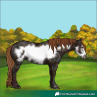 Horse Color:Midnight Chestnut Ice Frame 