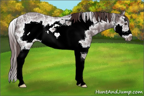 Horse Color:Liver Chestnut Ice Splash Frame