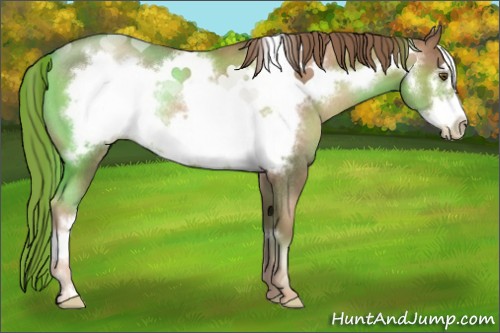 Horse Color:Liver Chestnut Pearl Frame Rabicano