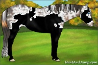 Horse Color:Plaid  White Spotted Liver Chestnut Ice Splash Frame 