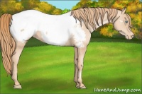 Horse Color:Gold Champagne Pearl Appaloosa 