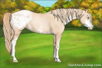 Horse Color:Gold Champagne Pearl Sabino Varnish 
