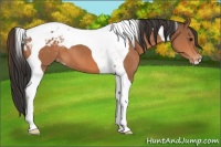 Horse Color:Bay Tobiano Varnish