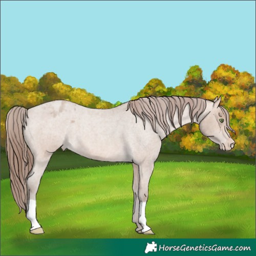 Horse Color:Amber Champagne Roan Varnish 