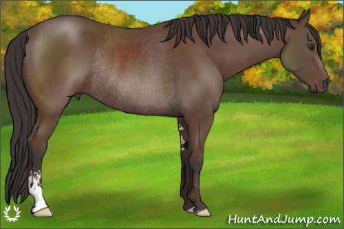 Horse Color:Bay Sabino Rabicano 
