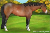 Horse Color:Bay Sabino Rabicano