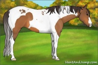 Horse Color:Buckskin Tobiano 