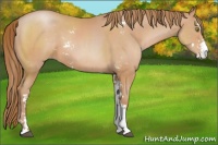 Horse Color:Bay Pearl Sabino 