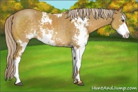 Horse Color:Palomino Sabino