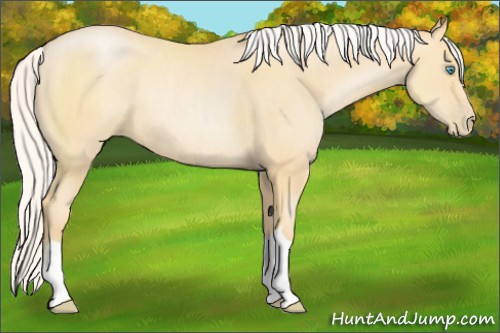 Horse Color:Silver Buckskin Pearl Rabicano 