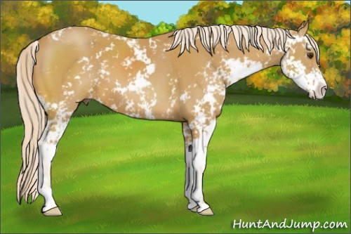 Horse Color:Palomino Sabino 