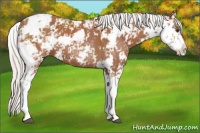 Horse Color:Silver Bay Sabino 
