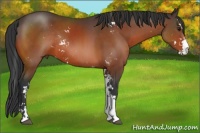 Horse Color:Bay Sabino Rabicano