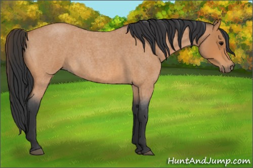 Horse Color:Bay Roan 
