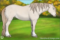 Horse Color:Smoky Creme Dun Tobiano