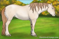 Horse Color:Gold Champagne Pearl Dun Sabino Rabicano 