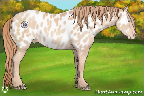 Horse Color:Gold Champagne Appaloosa 